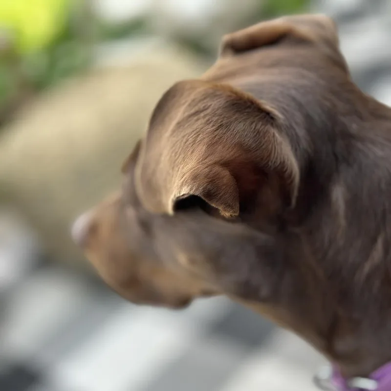 Rocket D thumbnail 2