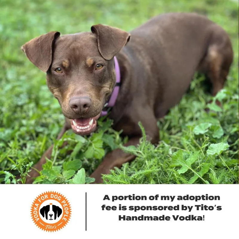 Rocket D thumbnail 3