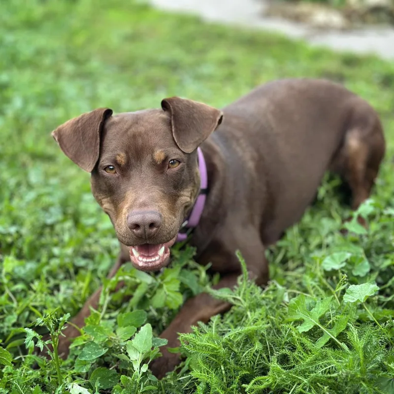 Rocket D thumbnail 4