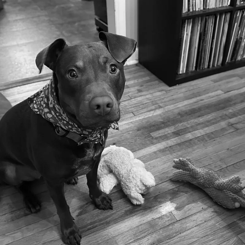 Rocket D thumbnail 5