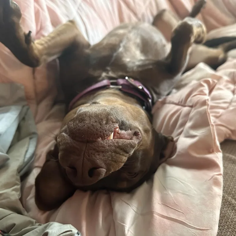 Rocket D thumbnail 6