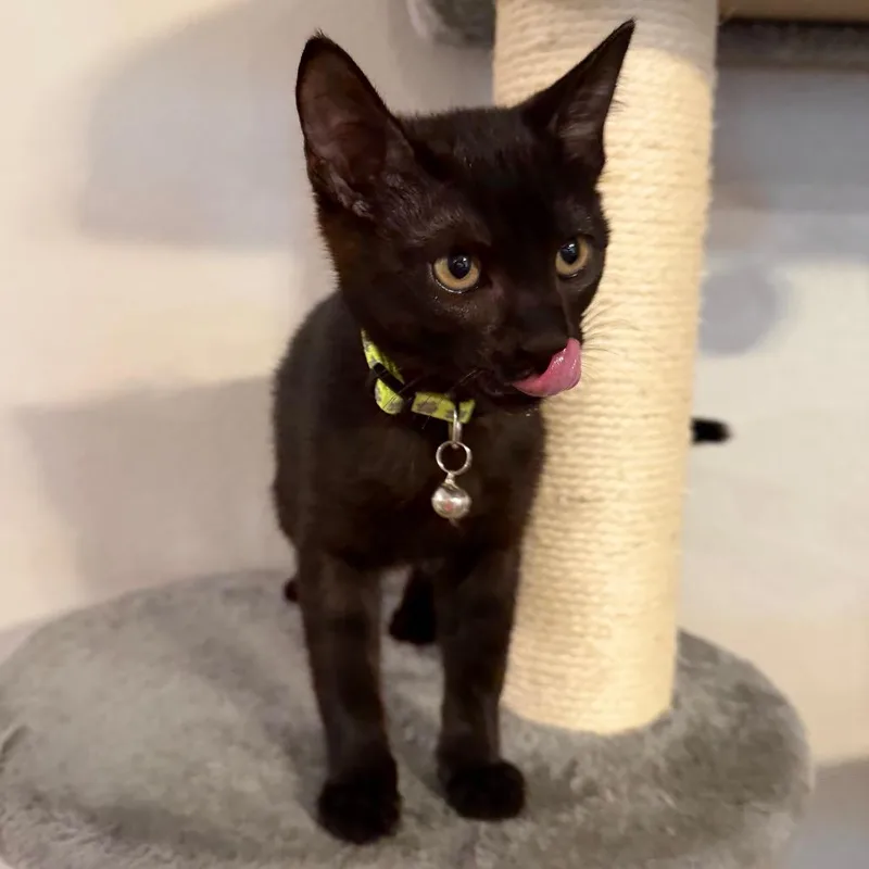 A baby small-sized female Black Domestic Short Hair cat named Xena for adoption in Midland, TX
