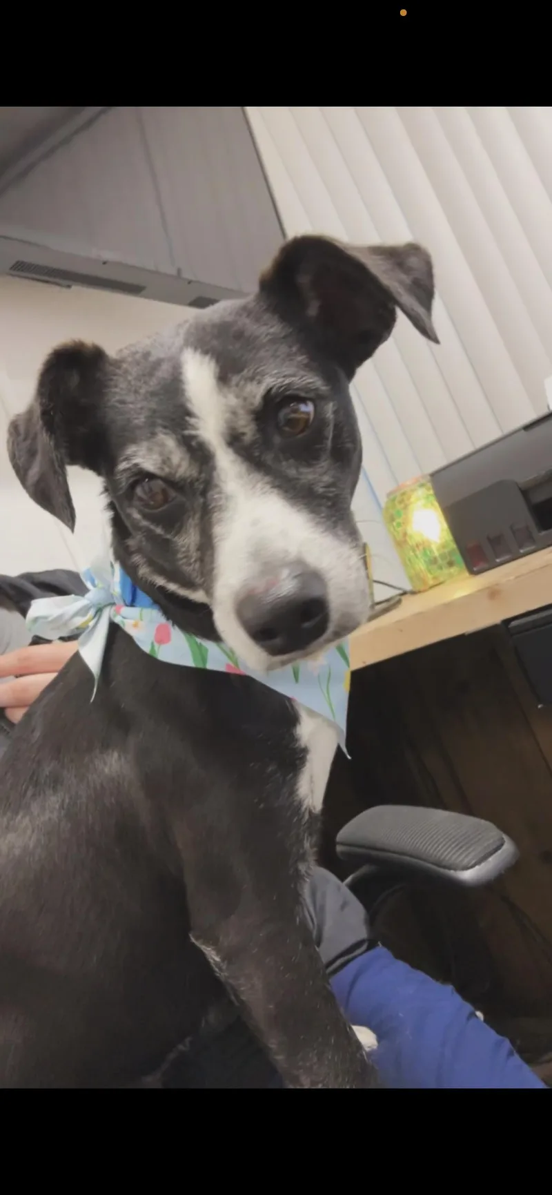 An adult small-sized female Black Rat Terrier dog named Molly for adoption in Hamden, CT
