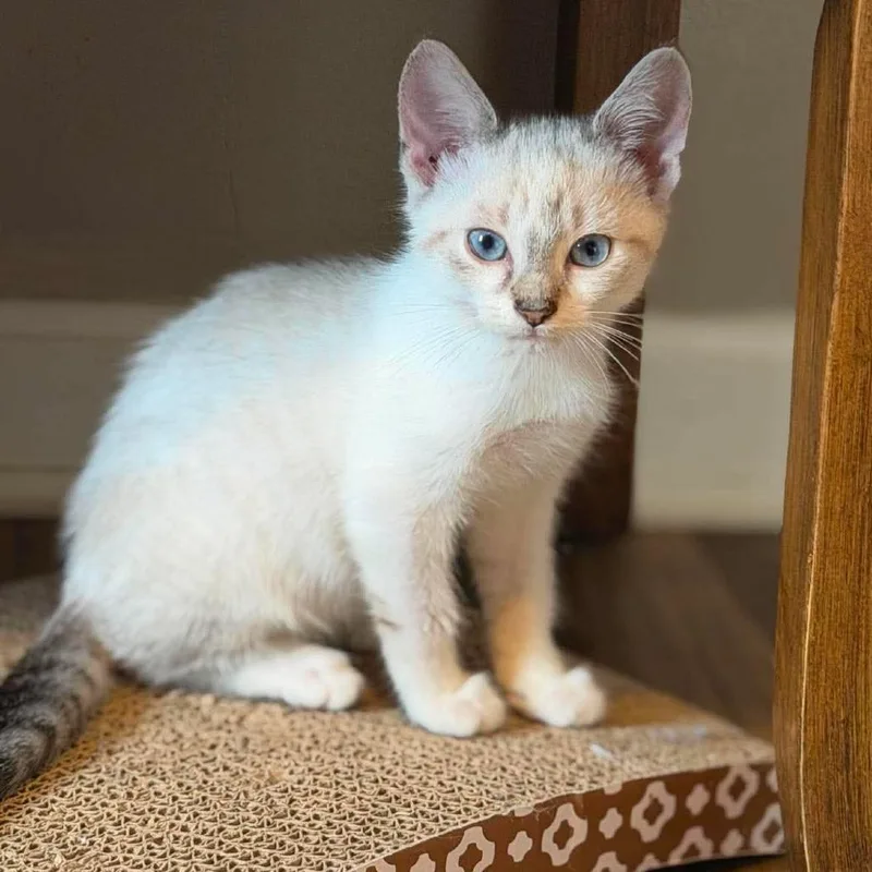 A baby small-sized male Cream / Ivory Siamese cat named Clorox for adoption in Jarrettsville, MD