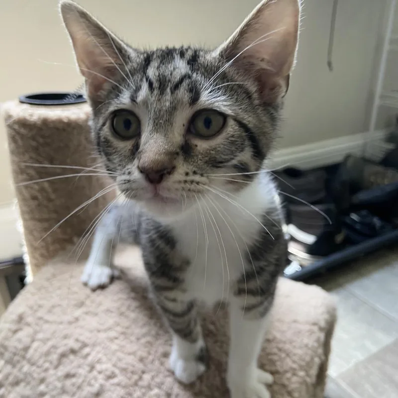 A baby small-sized male Gray / Blue / Silver Domestic Short Hair cat named Brisket for adoption in La Grange, KY