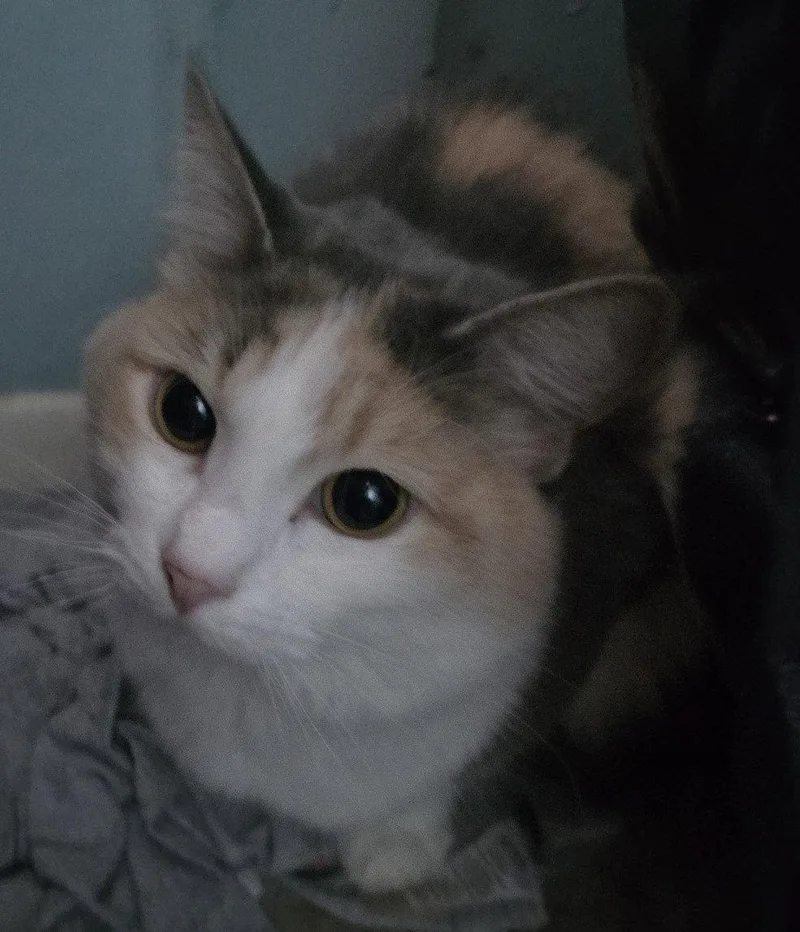 An adult large-sized female Ragdoll cat named Macie for adoption in Phoenix, AZ