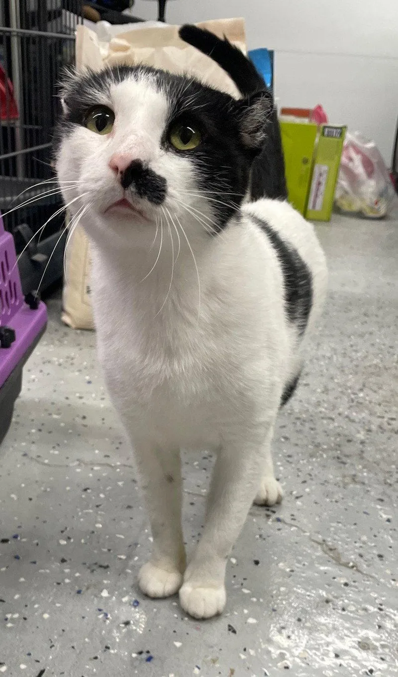 An adult medium-sized male Black & White / Tuxedo Domestic Short Hair cat named Monarch for adoption in Island Lake, IL