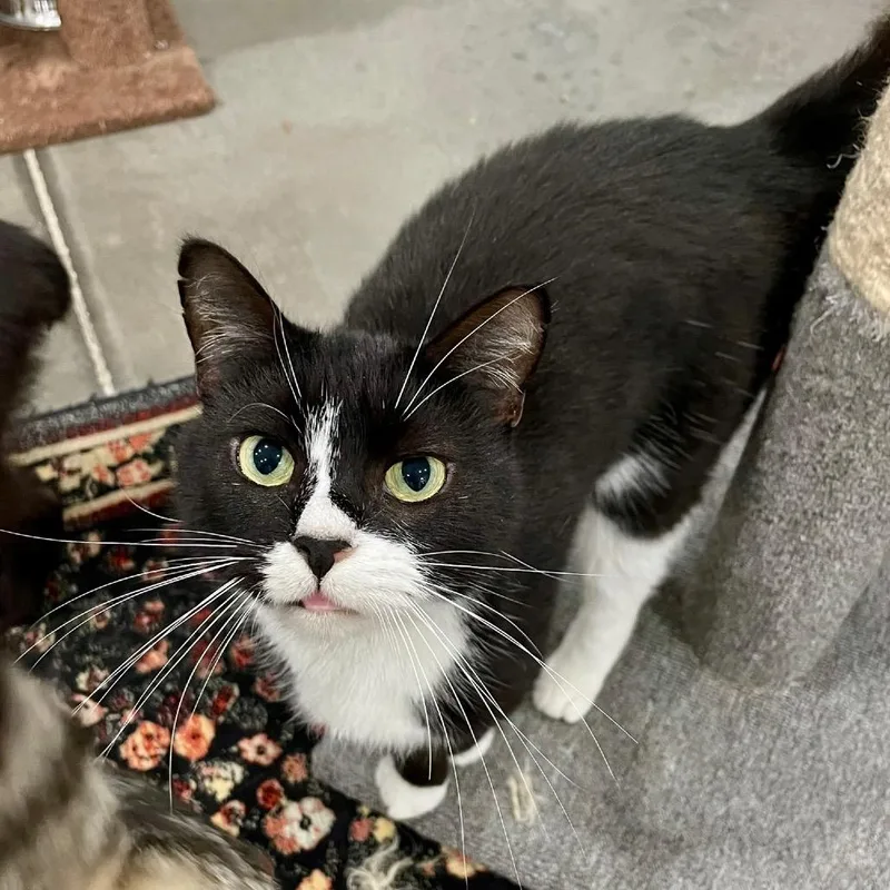 An adult medium-sized female Black Domestic Short Hair cat named Duck for adoption in Fairmont, WV