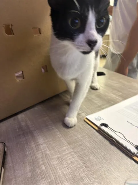 A young large-sized male Domestic Short Hair cat named Papacito for adoption in Sugar Land, TX