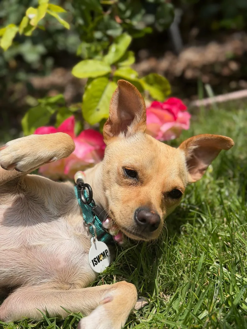 A baby small-sized female Yellow / Tan / Blond / Fawn Italian Greyhound dog named Maybelline for adoption in Los Angeles, CA