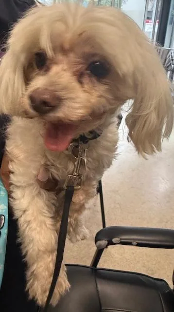 A senior small-sized male Maltese dog named Mister for adoption in San Pedro, CA