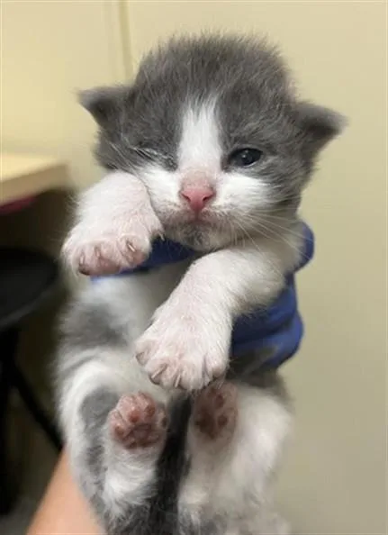 A baby small-sized male Domestic Short Hair cat named Captain Crunch for adoption in Sacramento, CA