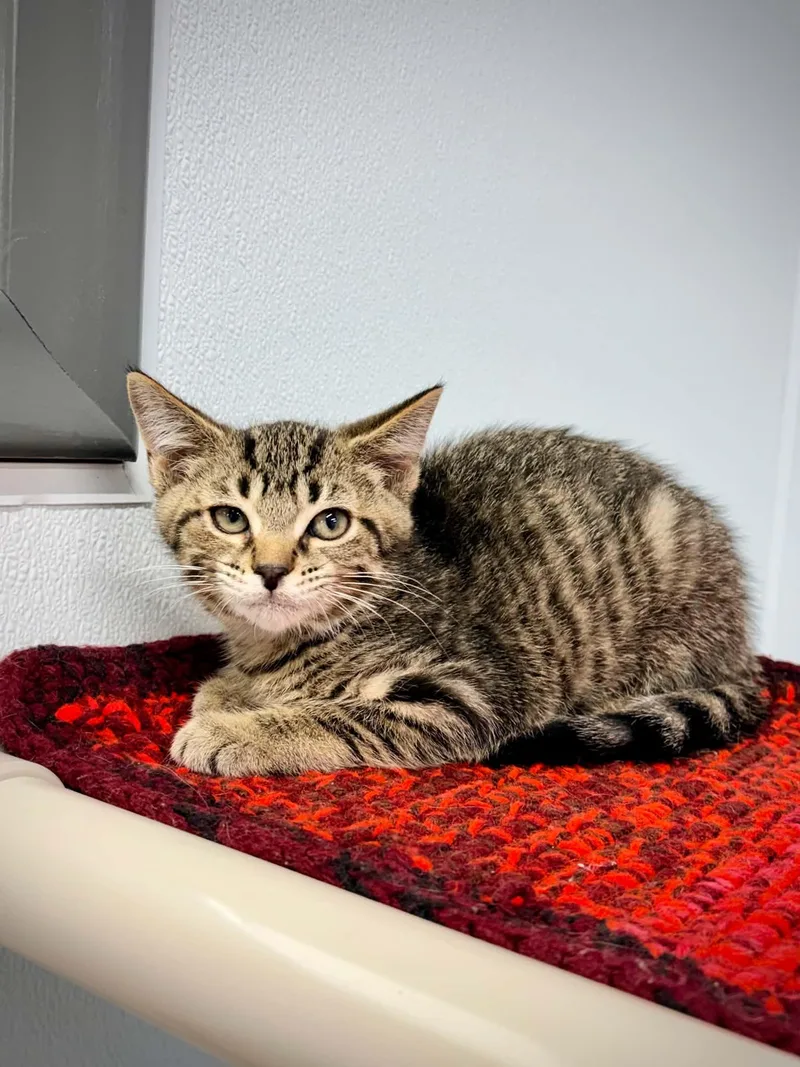 A baby small-sized female Tabby (Brown / Chocolate) Domestic Short Hair cat named Auto for adoption in Kalamazoo, MI