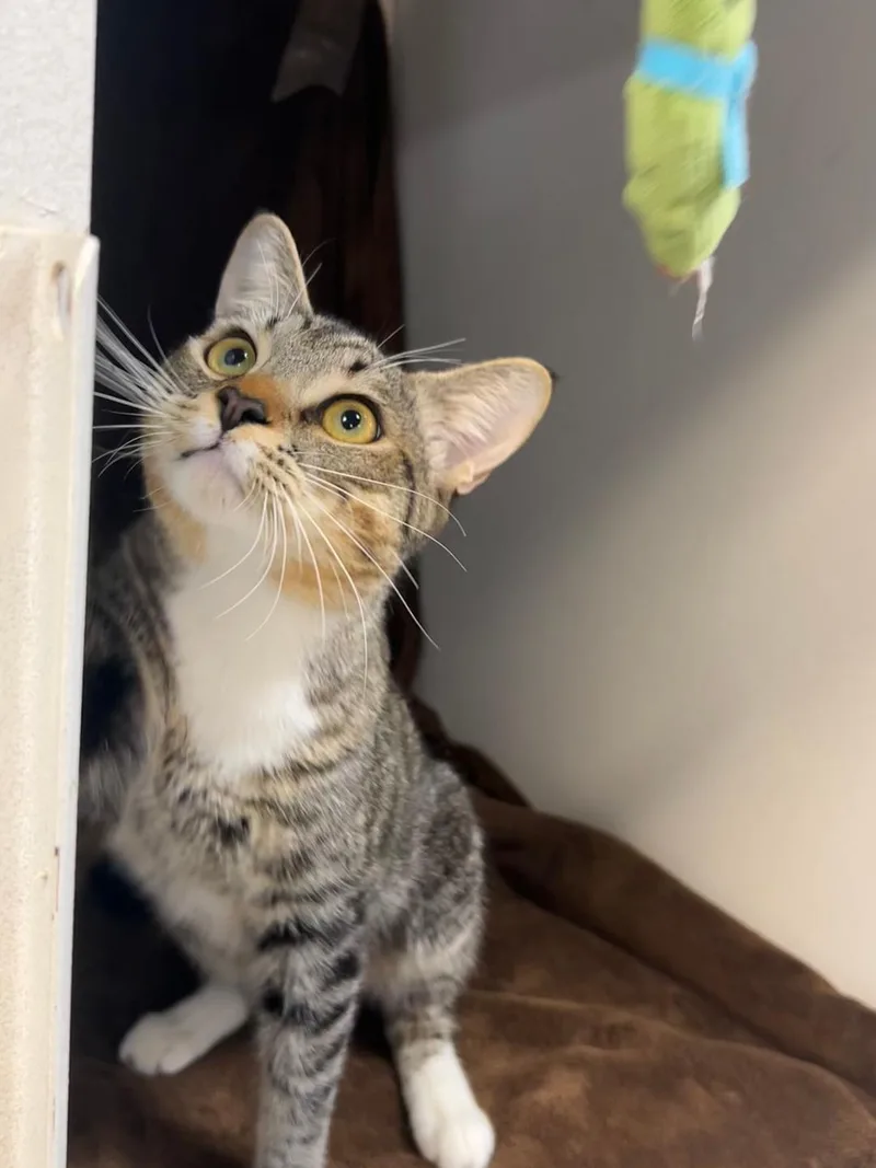A young medium-sized male Tabby (Gray / Blue / Silver) Domestic Short Hair cat named Bimbo for adoption in Glendale, AZ