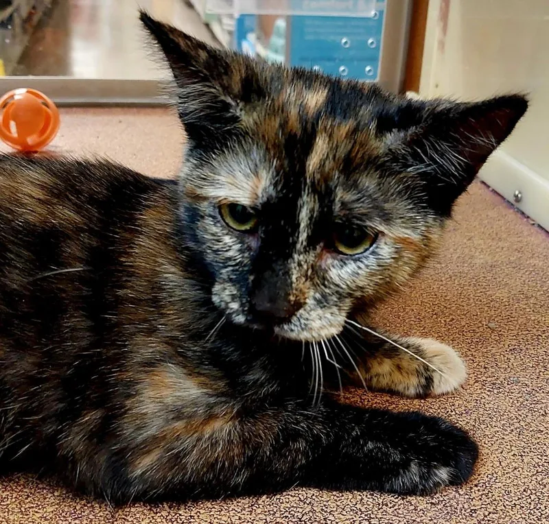 A baby small-sized female Domestic Short Hair cat named Victoria for adoption in San Antonio, TX