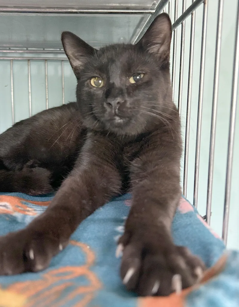 A baby medium-sized male Black Domestic Short Hair cat named Calvin for adoption in Parkville, MO