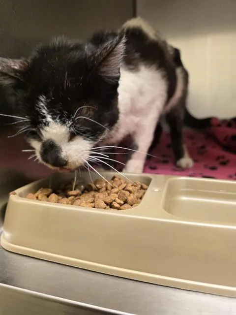 A senior small-sized male Domestic Short Hair cat named Krispy Kreme for adoption in West Valley City, UT