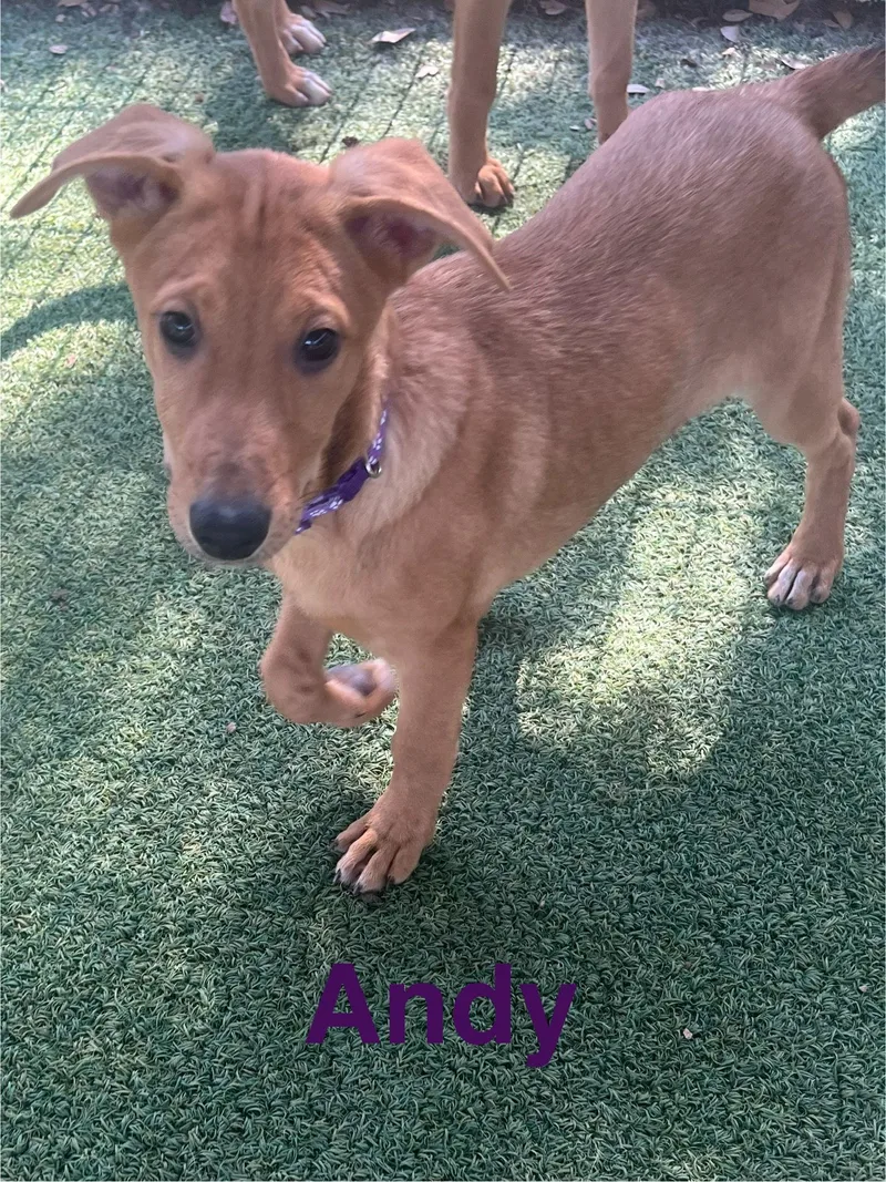An adult large-sized male German Shepherd Dog dog named Andy for adoption in Pipe Creek, TX