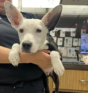 A young small-sized male Australian Kelpie dog named Zelto for adoption in Stockton, CA
