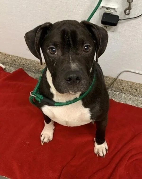 An adult medium-sized male Pit Bull Terrier dog named Fat Boiii for adoption in Vancouver, WA