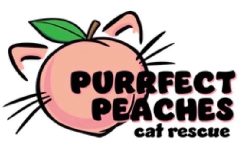 An adult medium-sized female Domestic Short Hair cat named Sugar Pie for adoption in Douglasville, GA
