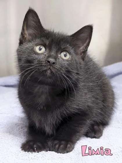 A baby small-sized female Domestic Short Hair cat named Limia for adoption in Mason, MI