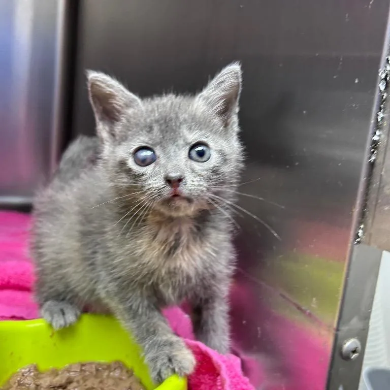 A baby small-sized female Domestic Short Hair cat named Ying for adoption in Mount Gilead, NC
