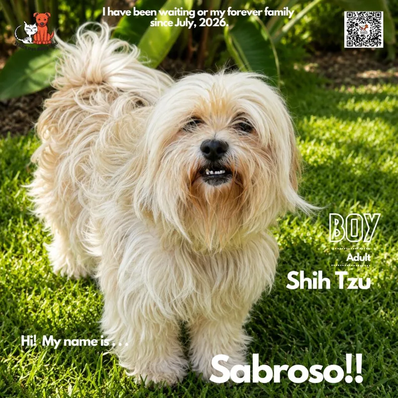 An adult small-sized male White / Cream Shih Tzu dog named Sabroso for adoption in Westminster, CA
