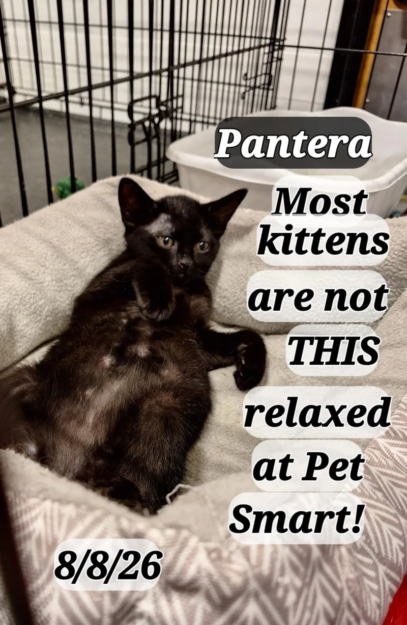 Pantera and Cheetah