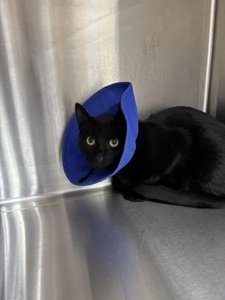 An adult small-sized male Domestic Short Hair cat named Hallow for adoption in Sherwood, OR