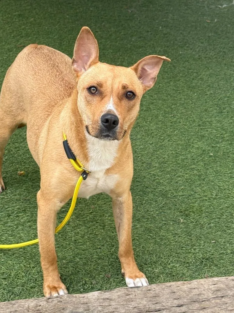 A young medium-sized female Carolina Dog dog named Chariot for adoption in Fayetteville, AR