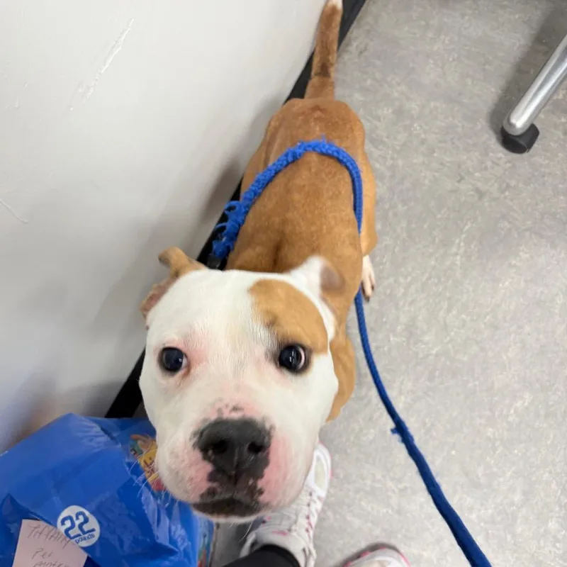 An adult large-sized male Yellow / Tan / Blond / Fawn Pit Bull Terrier dog named Kovu for adoption in Philadelphia, PA