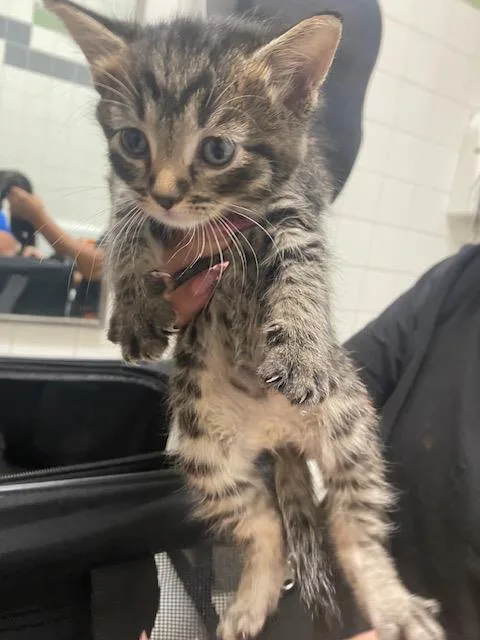 A baby medium-sized female Domestic Short Hair cat named Lilly for adoption in Dallas, TX