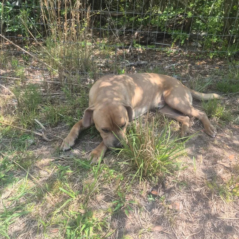An adult large-sized male Cane Corso dog named Gumbo for adoption in Aberdeen, NC