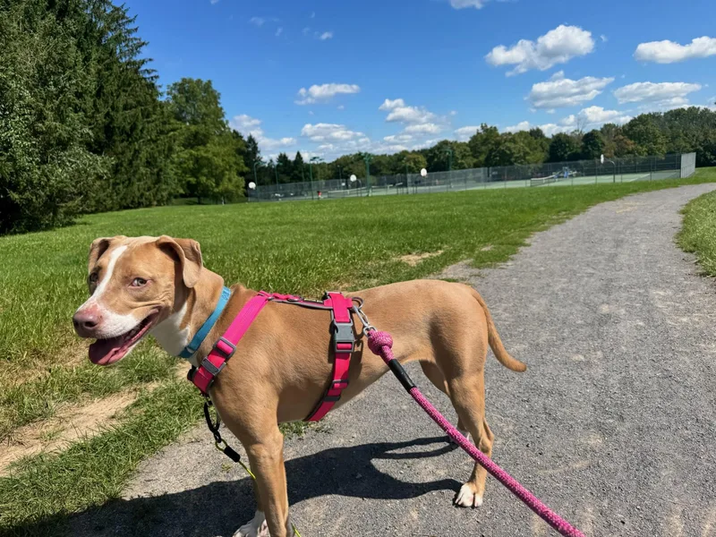 A young medium-sized female Apricot / Beige Mixed Breed dog named Lulu for adoption in Vassalboro, ME
