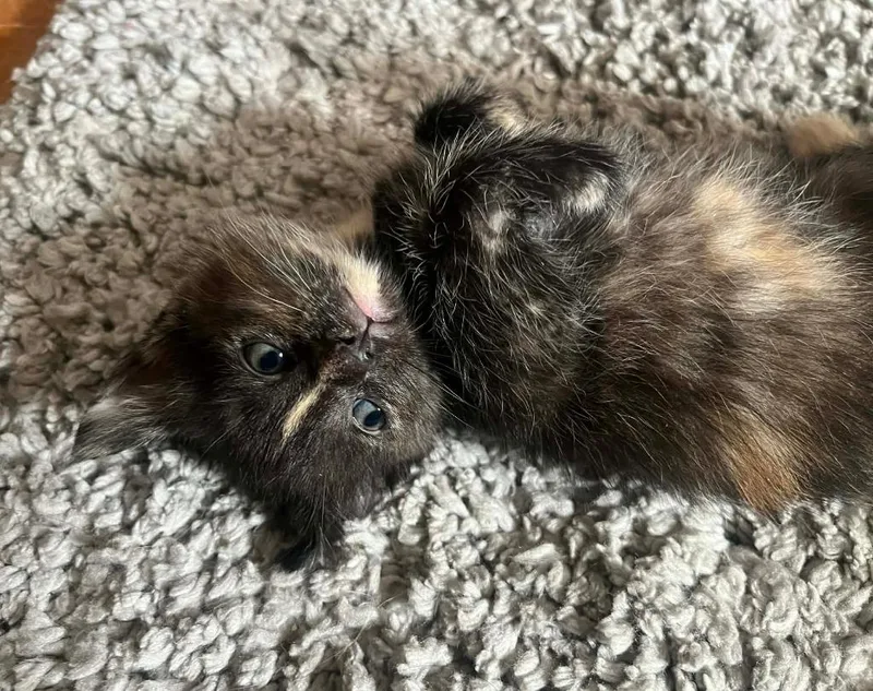 A baby small-sized female Domestic Short Hair cat named Hazel for adoption in Fond Du Lac, WI