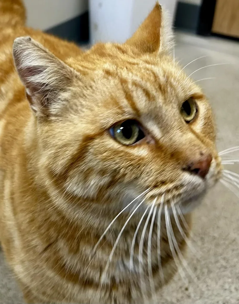 An adult large-sized male Tabby (Orange / Red) Tabby cat named Morris for adoption in Sandusky, MI