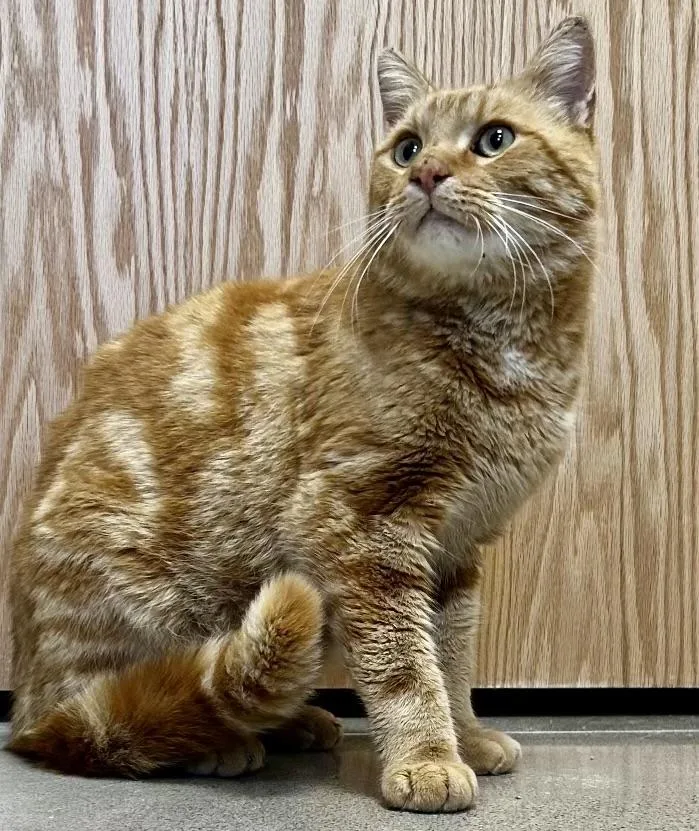 Morris thumbnail 3