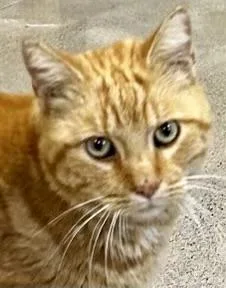 Morris thumbnail 4