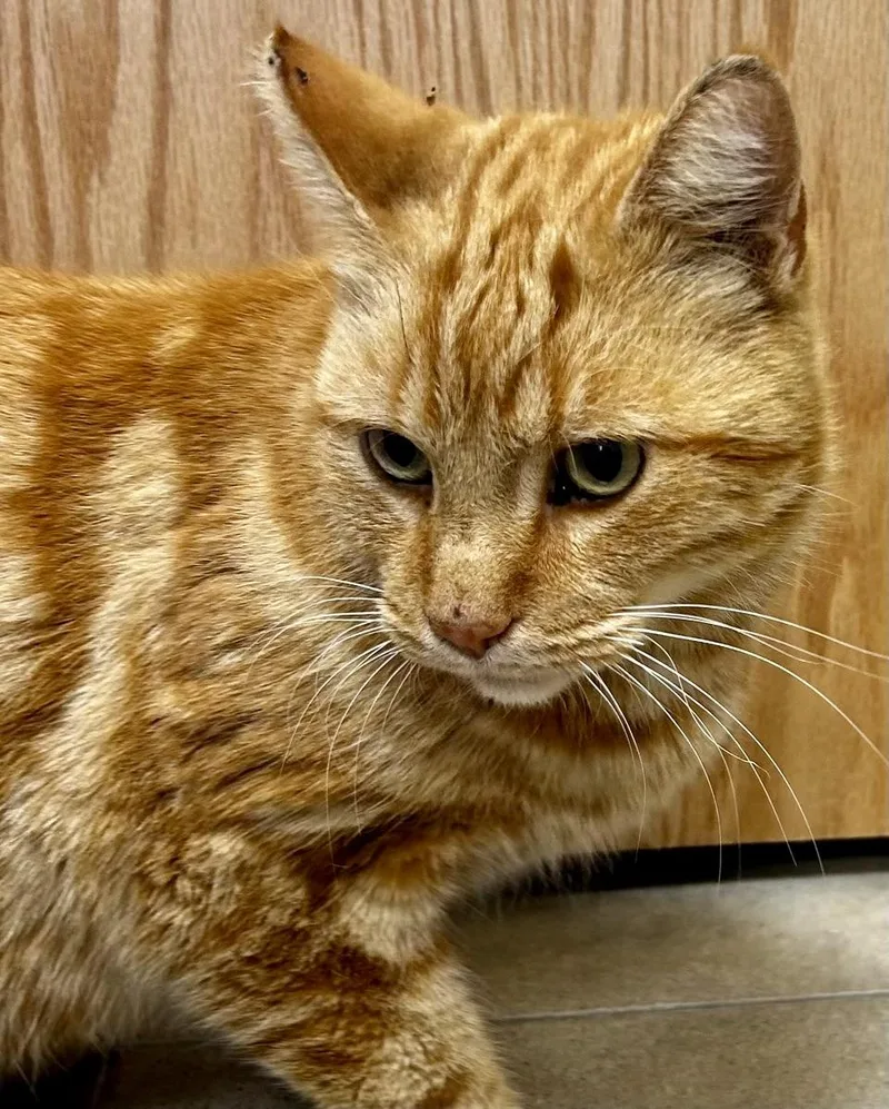 Morris thumbnail 6