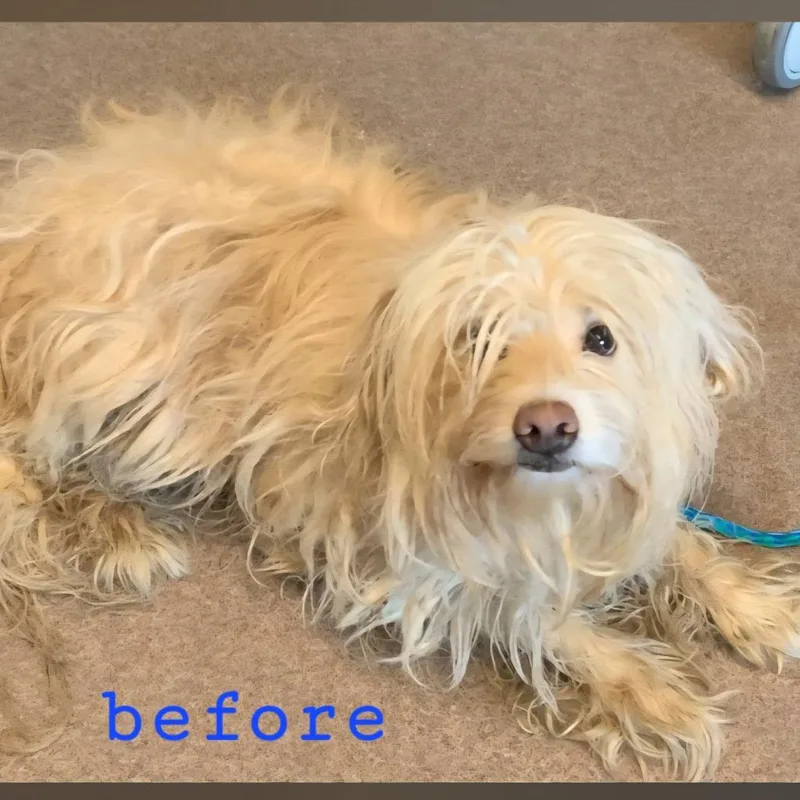 An adult small-sized male Yellow / Tan / Blond / Fawn Havanese dog named Blondie for adoption in Flower Mound, TX