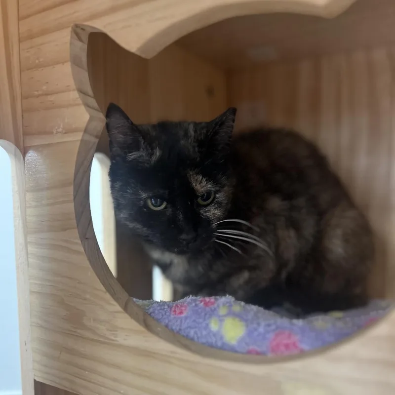 A senior medium-sized female Black Domestic Short Hair cat named Lily for adoption in Huntsville, AL