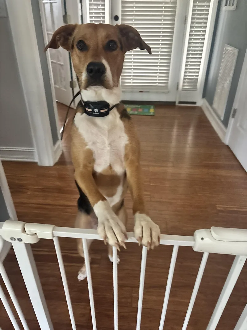 A young medium-sized female Tricolor (Brown, Black, & White) Hound dog named Stella for adoption in Denver, NC
