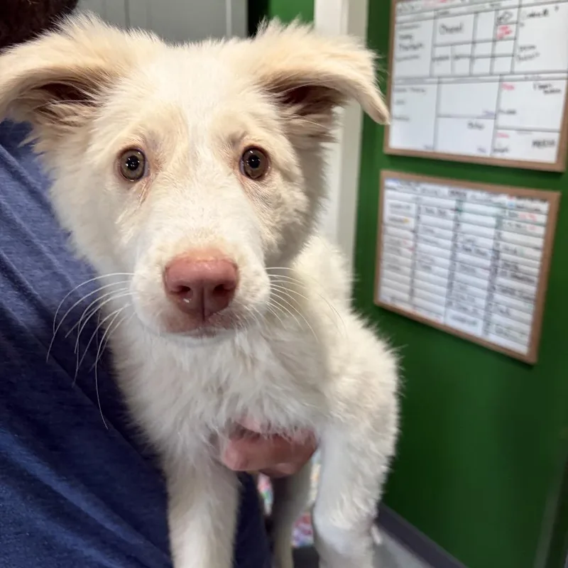 A baby small-sized female White / Cream Great Pyrenees dog named Sweet Roll for adoption in Kyle, TX