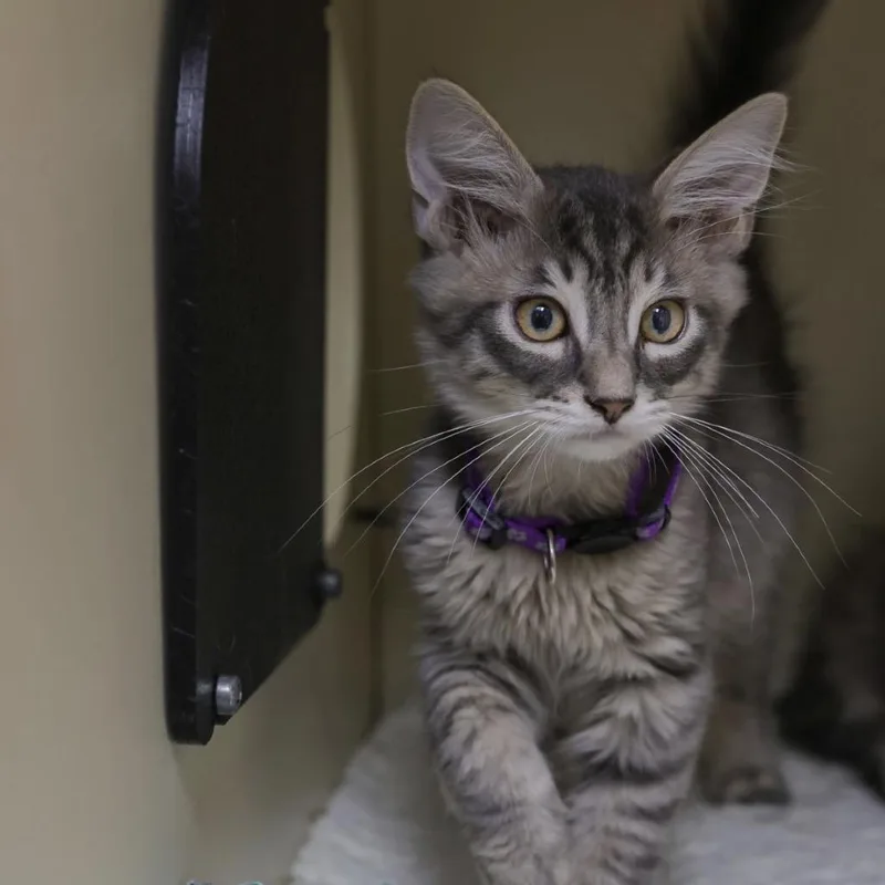 A baby small-sized male Gray / Blue / Silver Domestic Short Hair cat named Puma for adoption in Los Angeles, CA