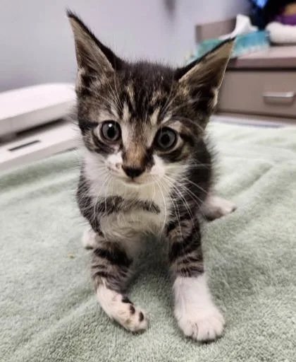 An adult small-sized male Domestic Short Hair cat named Jasper for adoption in Saint Anne, IL