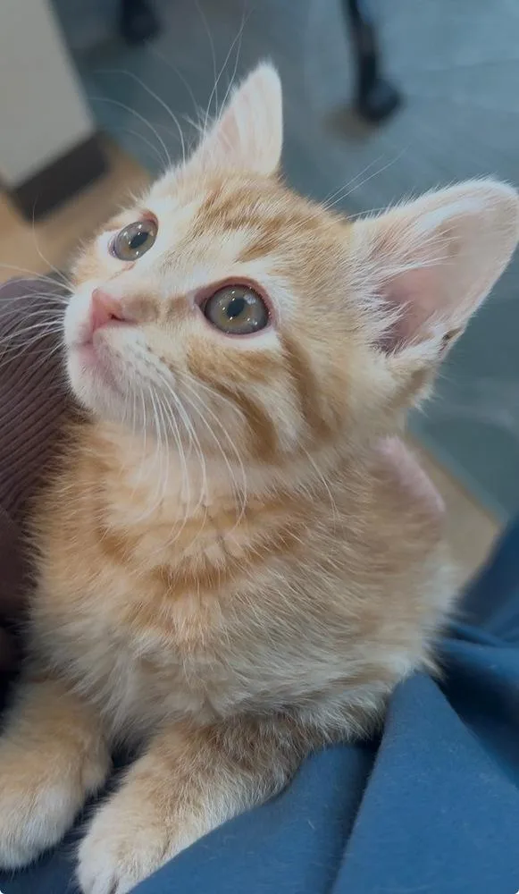 A baby small-sized male Domestic Short Hair cat named Yuzu for adoption in Dallas, TX