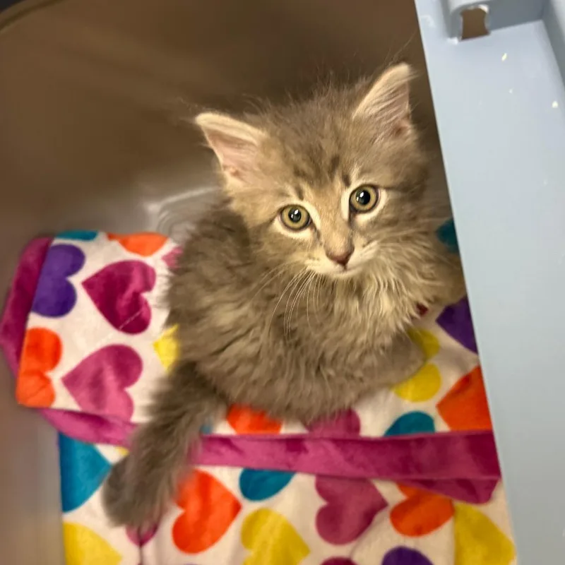 A baby small-sized male Gray / Blue / Silver Domestic Long Hair cat named Casper for adoption in Charlottesville, VA
