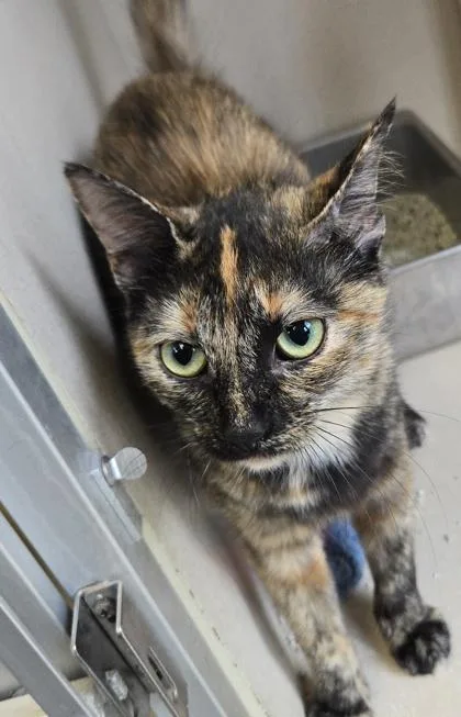 A young small-sized female Domestic Short Hair cat named Cherry  I am for adoption in East Brookfield, MA