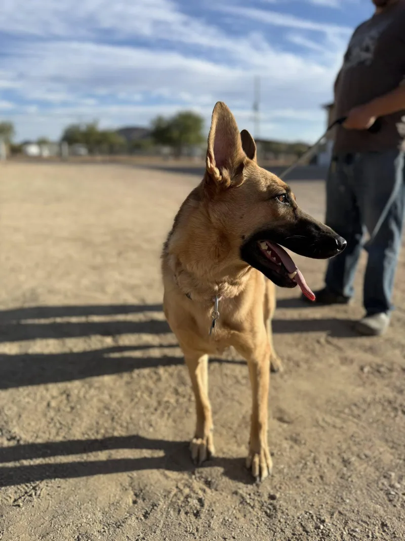 A young large-sized female Black German Shepherd Dog dog named Duchess for adoption in Glendale, AZ
